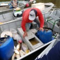 Último dia de pesca liberada em Três Lagoas marca o início da Piracema