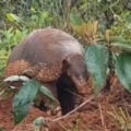 Animal é raramente visto durante o dia, pois é de hábitos noturnos e subterrâneos. 