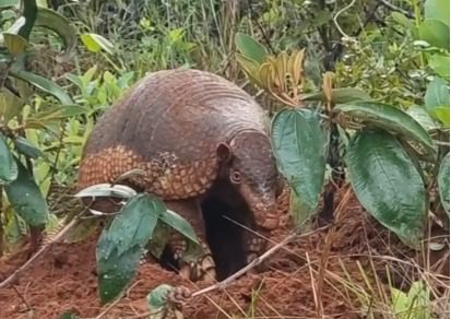 Animal é raramente visto durante o dia, pois é de hábitos noturnos e subterrâneos. 