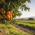 Laranja é a principal cultura que apresentou crescimento