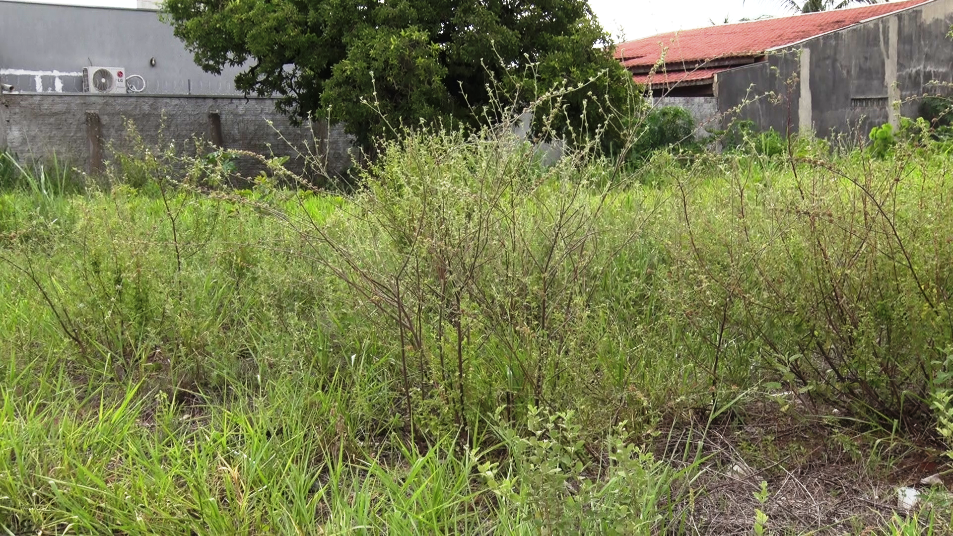 Proprietários são responsáveis ​​por manter seus terrenos limpos durante os 365 dias do ano.