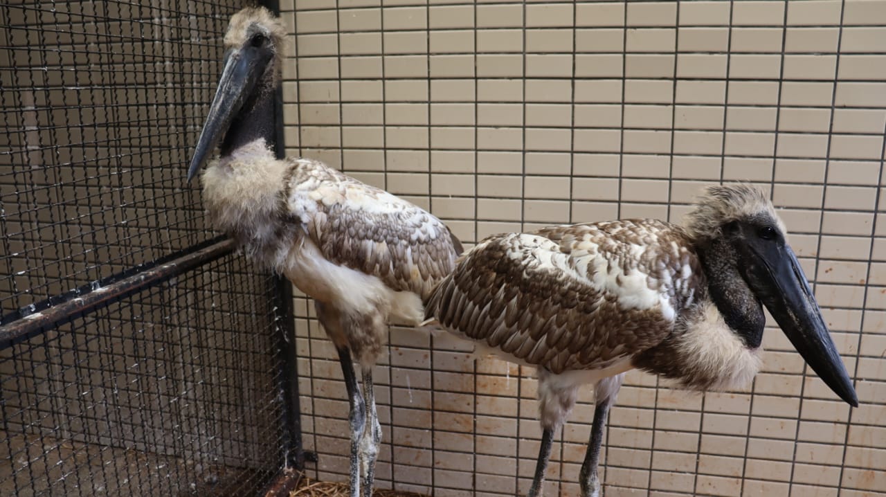 Ação tem como objetivo garantir o bem-estar e a qualidade de vida das aves impossibilitadas de retornar à natureza