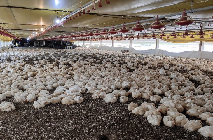 Produção brasileira de carne de frango alcançou 10,2 milhões de toneladas de janeiro a setembro, crescimento de 1,5% em comparação ao mesmo período de 2023