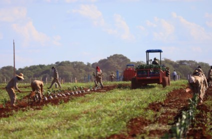 Quatro empresas já anunciaram investimentos na citricultura em Mato Grosso do Sul | Foto: Álvaro Rezende/Governo do Estado