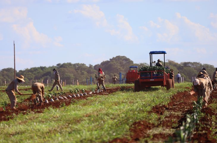 Quatro empresas já anunciaram investimentos na citricultura em Mato Grosso do Sul