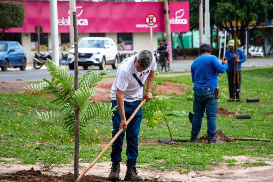 No início o ano, Três Lagoas recebeu um certificado do programa Trees Cities of the World.