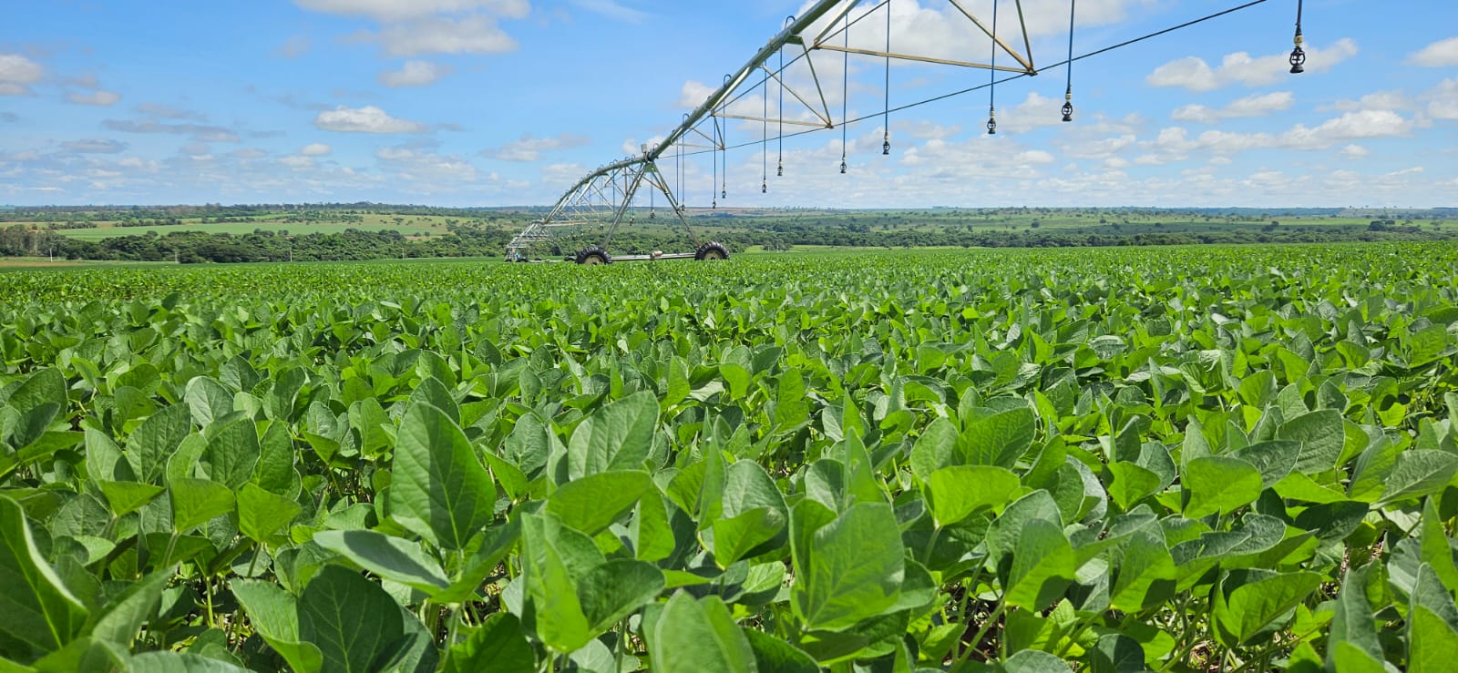 Plantação de soja também tem sido opção para produtores rurais na ocupação do solo