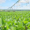 Agricultura: plantio de soja no município de Paranaíba