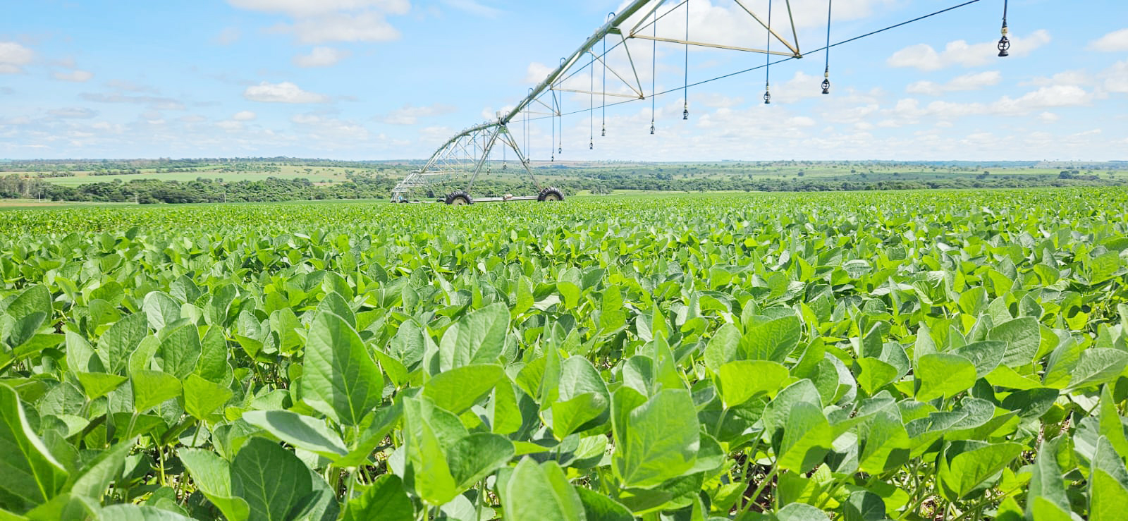 Agricultura: plantio de soja no município de Paranaíba