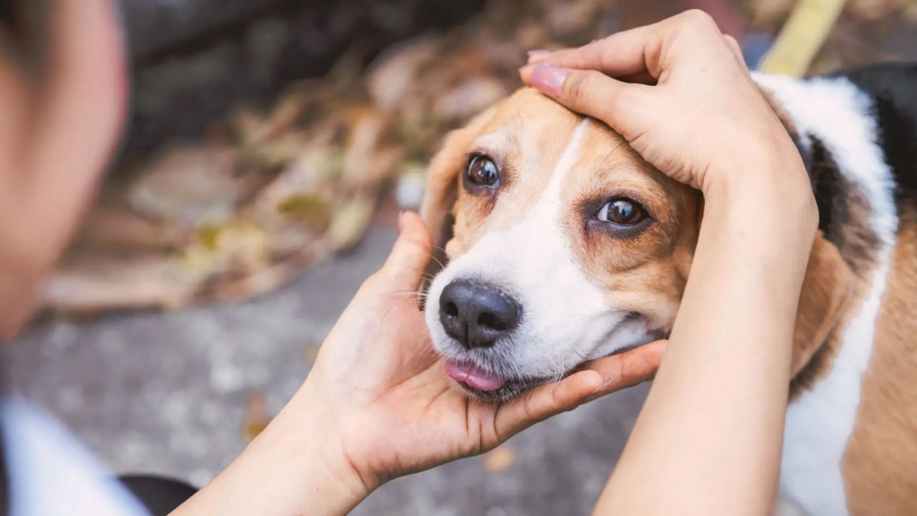 Iniciativa facilitará o controle de doenças e também permitirá um mapeamento mais preciso da população de cães e gatos