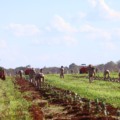 Plantação de laranja avança em municípios de Mato Grosso do Sul