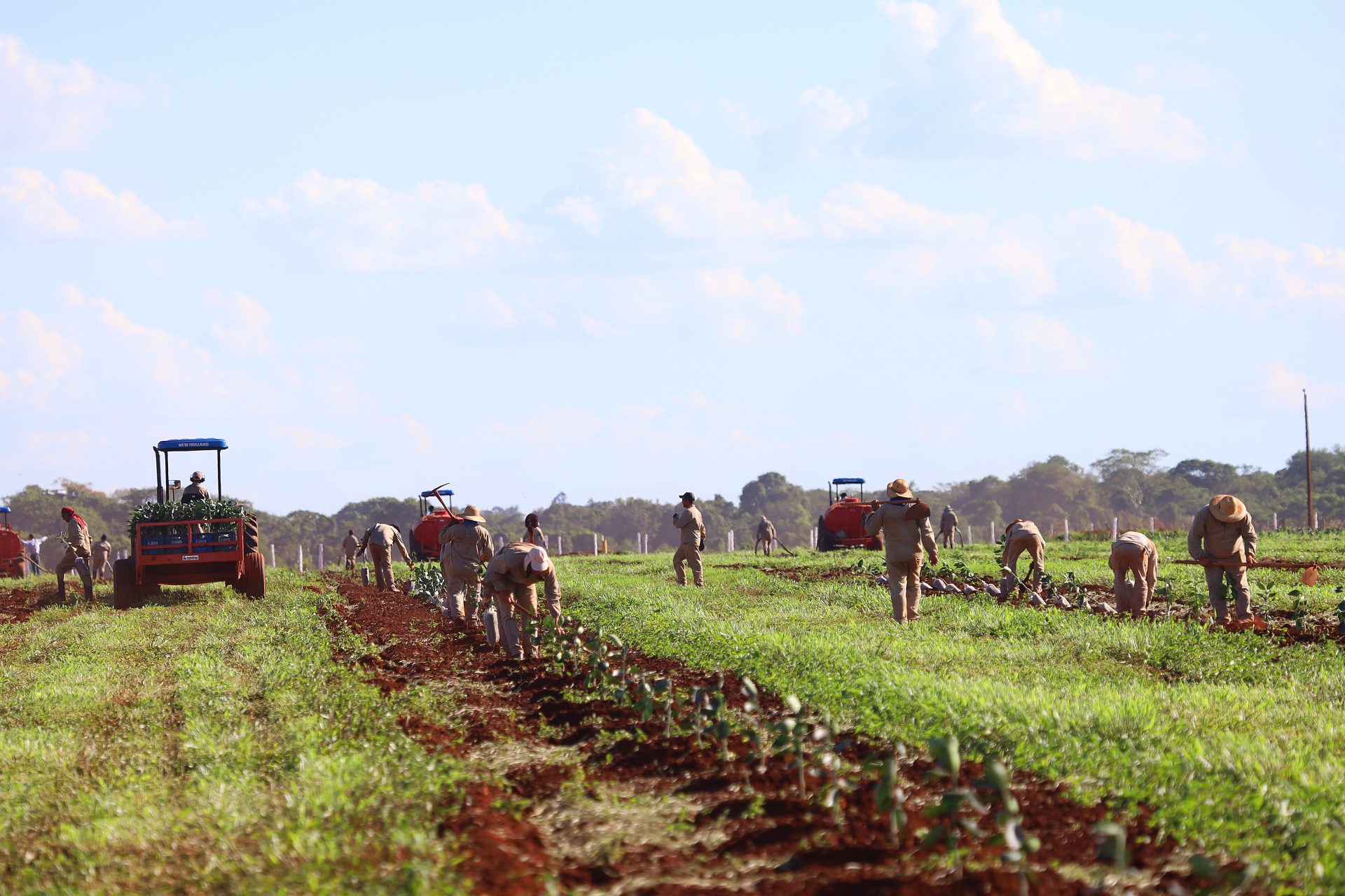 Plantação de laranja avança em municípios de Mato Grosso do Sul