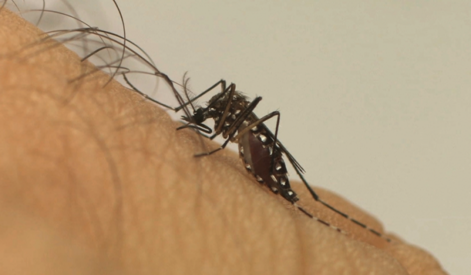 Foram encontrados 112 focos do mosquito Aedes Aegypti, durante uma fiscalização