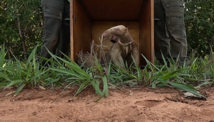 Alvinho voltando para a natureza após receber o novo colete | Foto: Reprodução/Icas