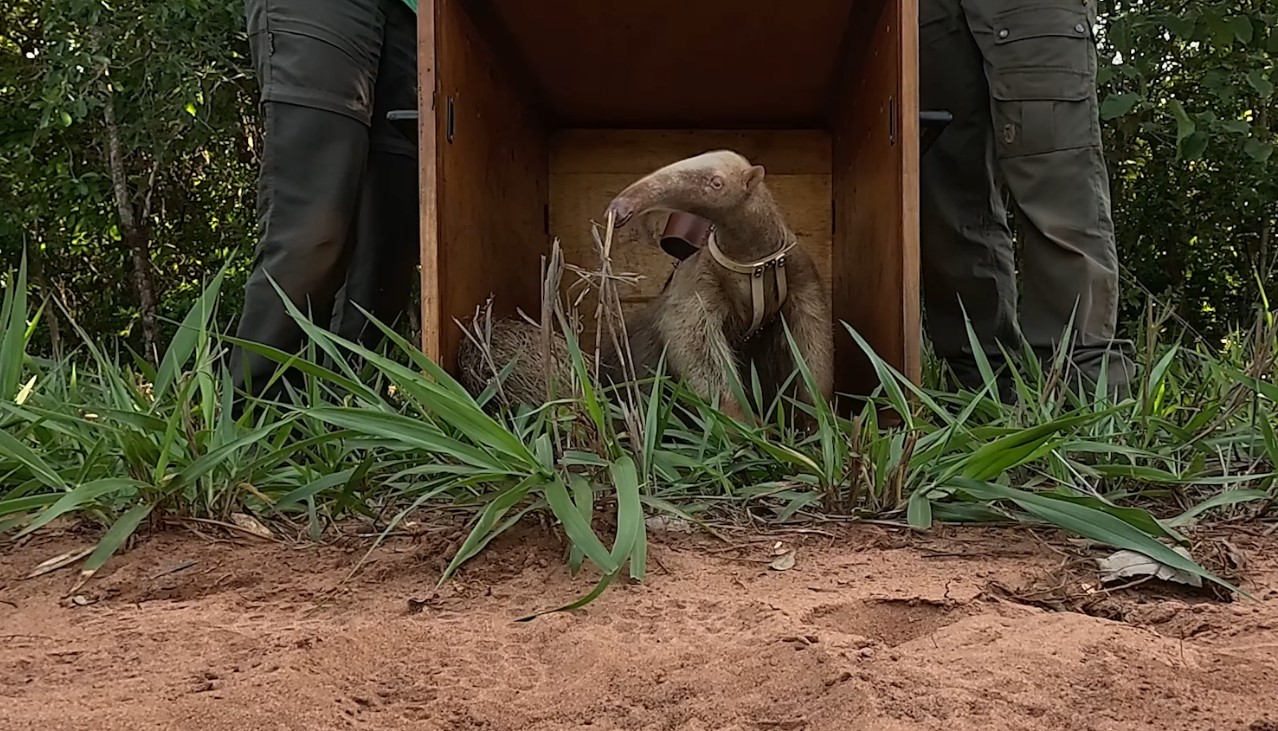 Alvinho voltando para a natureza após receber o novo colete