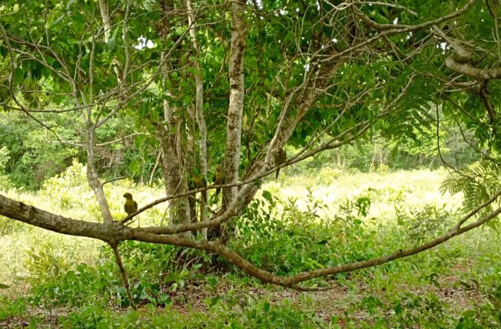 Animais foram soltos no Recanto Ecológico Rio da Prata, em Bonito