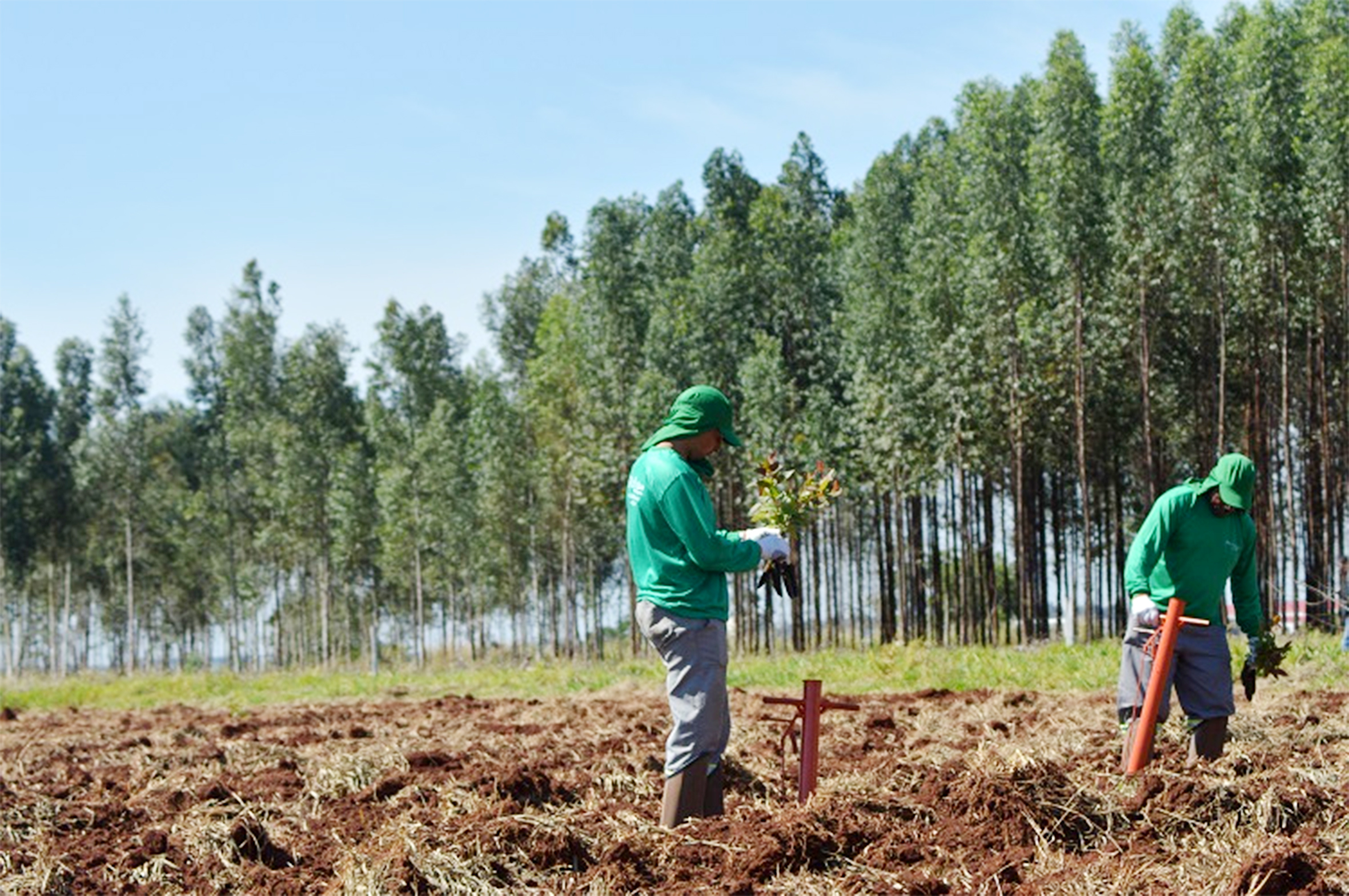 Silvicultura contribui para o desempenho do setor do agronegócio