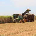 A cana-de-açúcar, também apresenta crescimento de área e estimativa de produção.