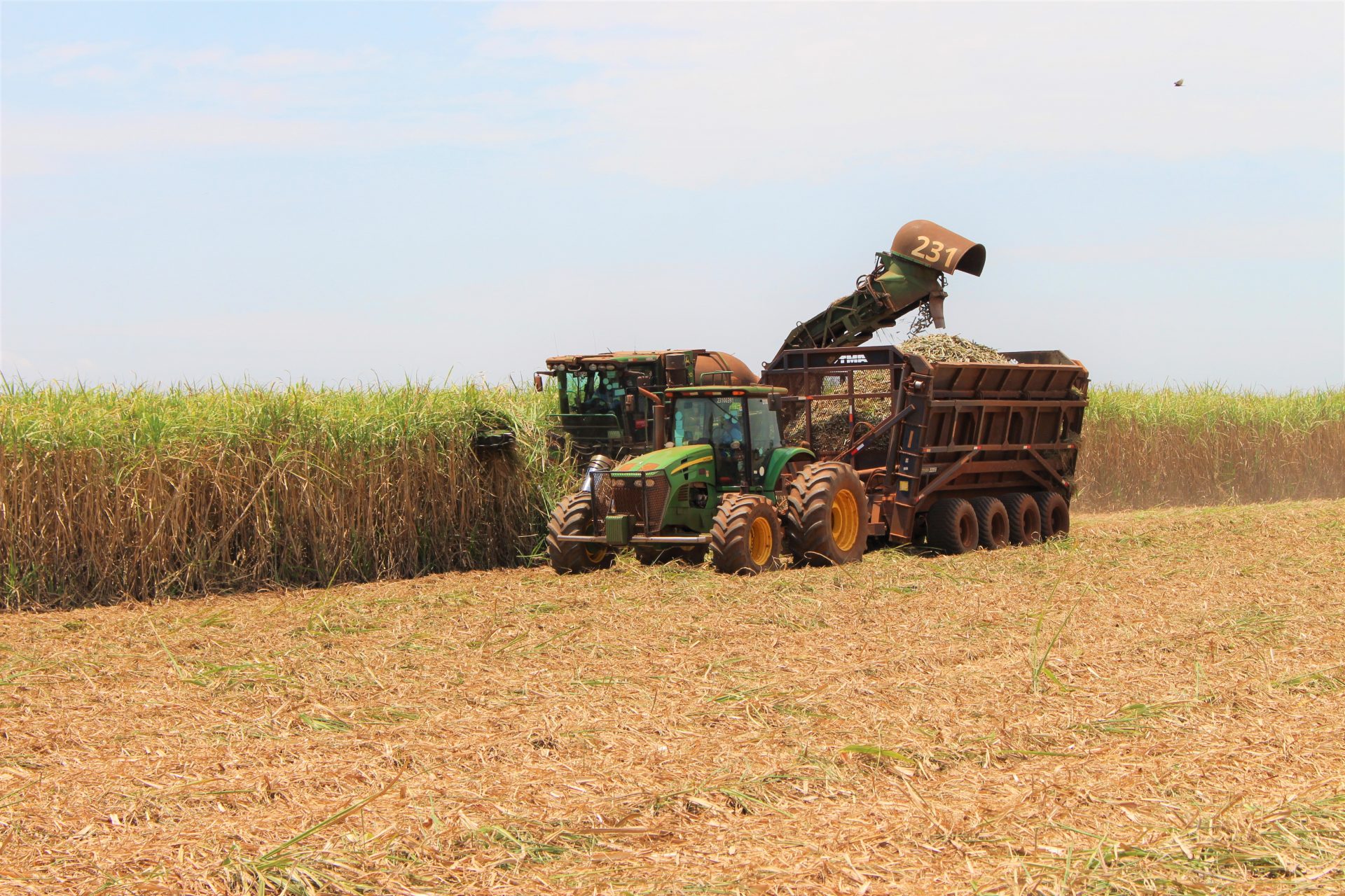 A cana-de-açúcar, também apresenta crescimento de área e estimativa de produção.