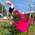 Primavera começa a se despedir com calorão, e a temperatura máxima pode chegar aos 36°C