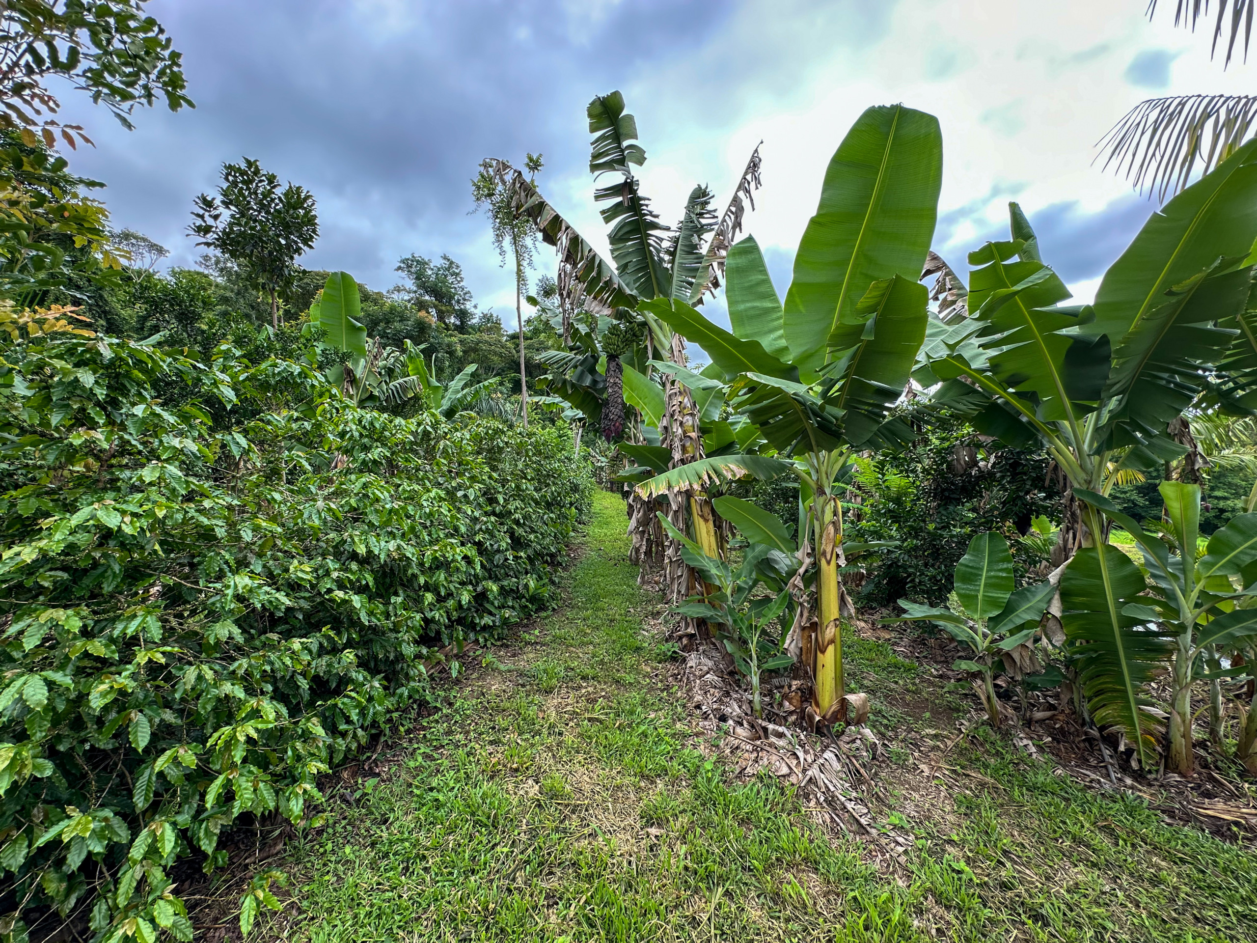 Agroflorestas são sistemas de produção que imita o que a natureza faz normalmente, com o solo sempre coberto pela vegetação, muitos tipos de plantas juntas, umas ajudandos as outras, sem problemas com “pragas” ou “doenças”, dispensando o uso de venenos | Foto: Fabio Rodrigues-Pozzebom/ Agência Brasil