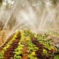 Três Lagoas realizará 1ª Semana da Agricultura Familiar nos dias 24 e 25 de julho