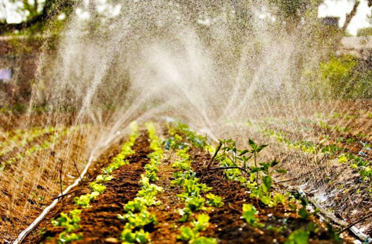 A agricultura regenerativa contribui para a captura de carbono - Foto: Arquivo CBN-CG