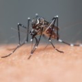 Mosquito aedes aegypti, transmissor da dengue (Foto: Internet)