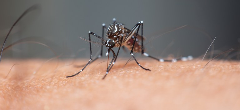 Mosquito aedes aegypti, transmissor da dengue (Foto: Internet)