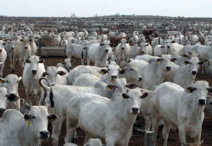 Plano Nacional de Identificação Individual de Bovinos e Búfalos, que torna obrigatória a identificação de todos os bovinos do país até 2032