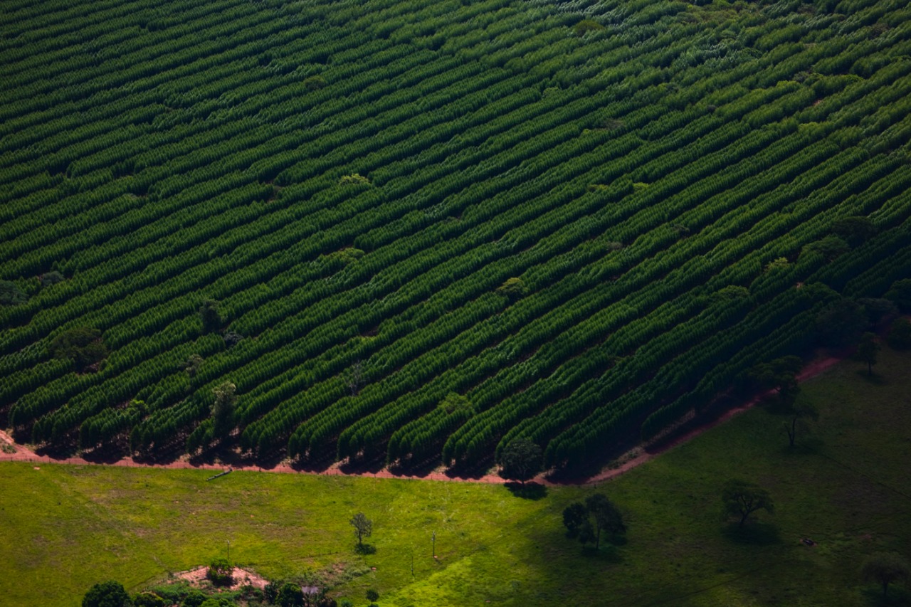 Suzano abre quatro processos seletivos para as unidades de Mato Grosso do Sul - Divulgação / Suzano