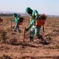 Confira as vagas de emprego abertas pela MS Florestal - Divulgação / MS Florestal