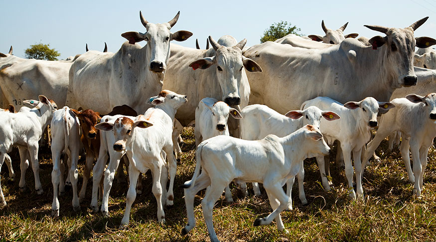 bate de bovinos, suínos e frangos apresenta crescimento no 4º trimestre de 2024, aponta pesquisa agropecuária- Foto: reprodução/ IBGE