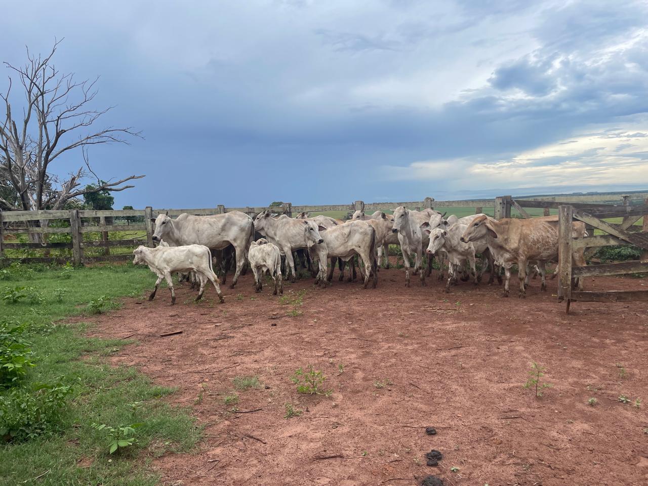 Animais foram identificados por vítima que registrou boletim de ocorrência. | Foto: Divulgação/PCMS