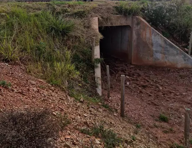 Em Mato Grosso do Sul, existem passagens subterrâneas para animais silvestres em rodovias de concessão - Foto: Amanda Messias