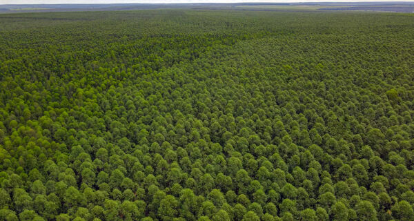 MS registrou um aumento de 15% em sua área de florestas plantadas, com o maior crescimento do Brasil - Foto: Reprodução/Acrissul