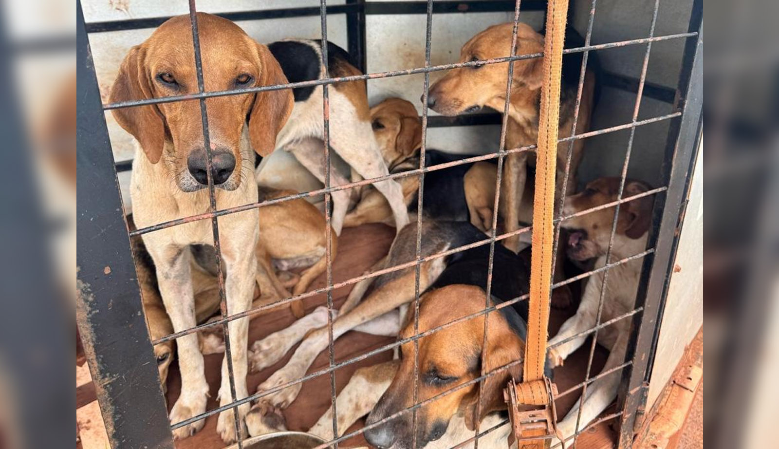 Seis cães de caça foram resgatados - Foto: Divulgação/PCMS