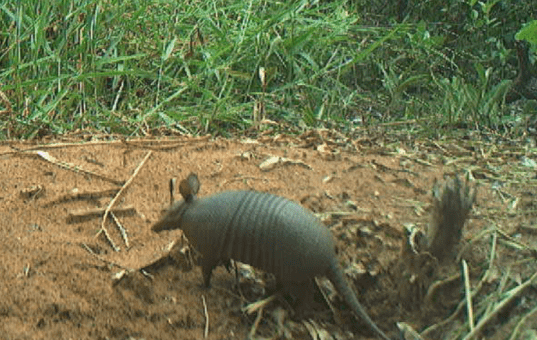 Estudo inédito confirma a presença do tatu-mirim no Parque do Pombo de Três Lagoas