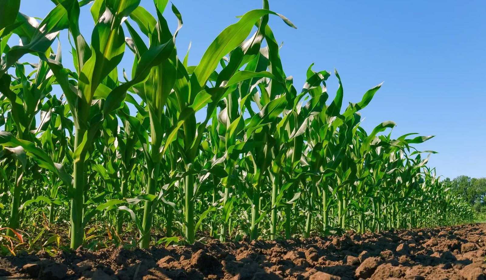 Área plantada está abaixo do esperado no Centro-Sul - Foto: Reprodução/MyFarm