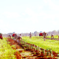 Falta de trabalhadores é o grande gargalo enfrentado por Mato Grosso do Sul para atender diversos setores da economia – Foto: Arquivo/divulgação