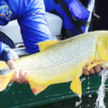 A pesca do Dourado está proibida até 31 deste mês - 
Foto: Edemir Rodrigues/GovMS