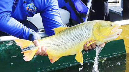 A pesca do Dourado está proibida até 31 deste mês - 
Foto: Edemir Rodrigues/GovMS