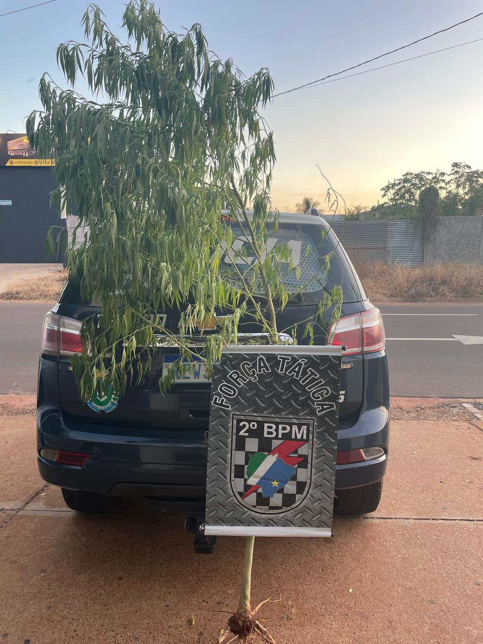 Força Tática apreende pé de maconha com 2,5 metros