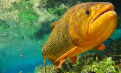 A pesca é proibida para proteger os habitats naturais, as populações de peixes e conservar a espécie - Foto: Reprodução/Imasul