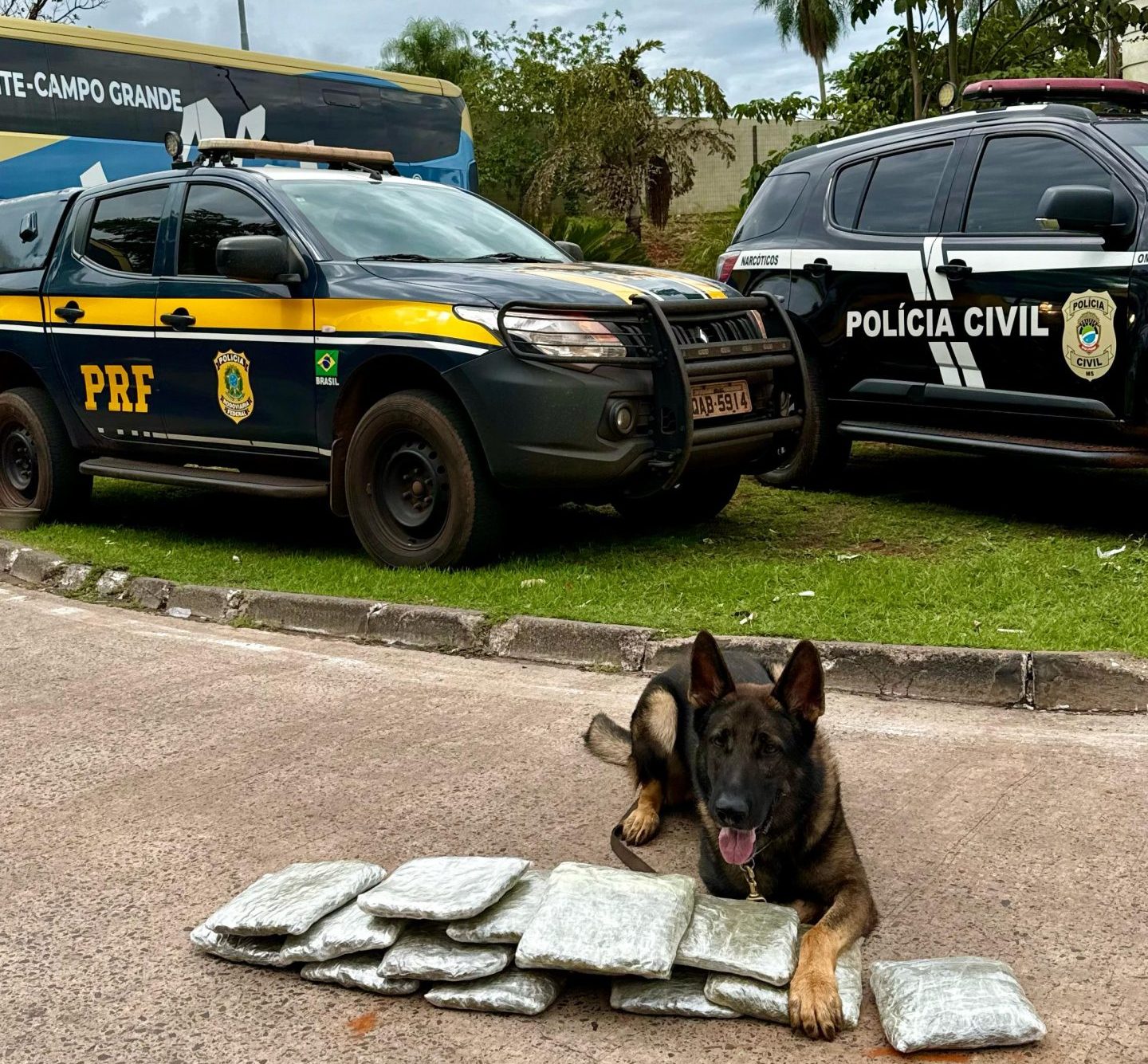 Cão farejador da PRF encontrou a droga - Foto: Divulgação/PCMS