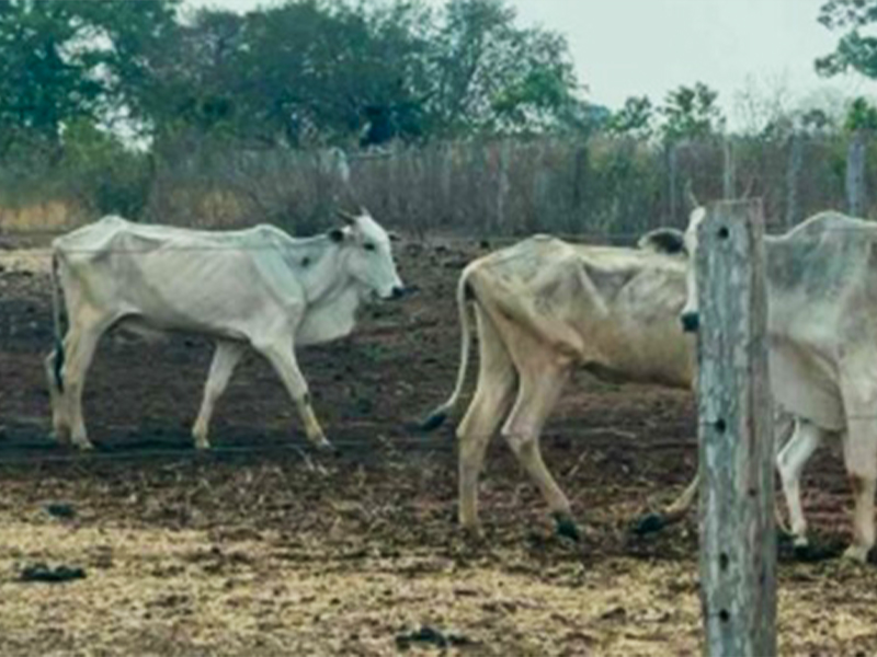 Propriedade rural é alvo de inquérito civil após vistorias constatarem negligência e mortes de animais - Foto: Divulgação/MPMS