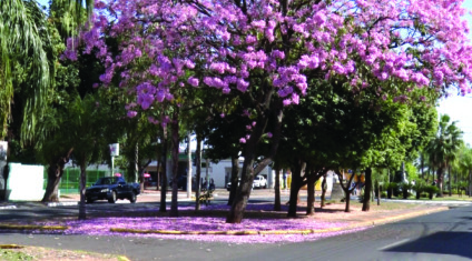 Outono > Começou no país dia 20 de março e seguirá até o dia 20 de junho