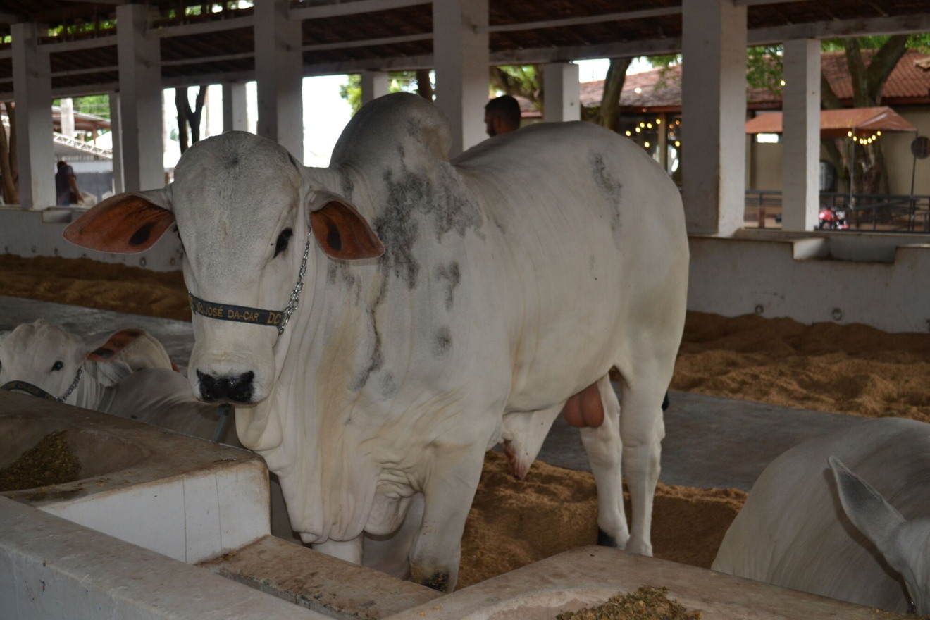 Leilão promete movimentar o mercado agropecuário com animais avaliados por programas renomados de genética- Foto: Reprodução/Acrissul