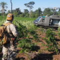 No ano passado, as instituições realizaram seis operações para desencorajar o cultivo de maconha - Foto: Senad/Py