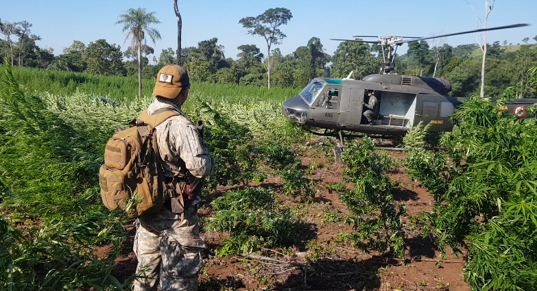 No ano passado, as instituições realizaram seis operações para desencorajar o cultivo de maconha - Foto: Senad/Py